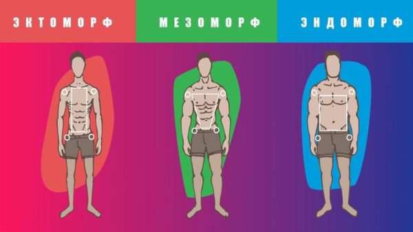 Типы телосложения (соматотипы): спорт и питание